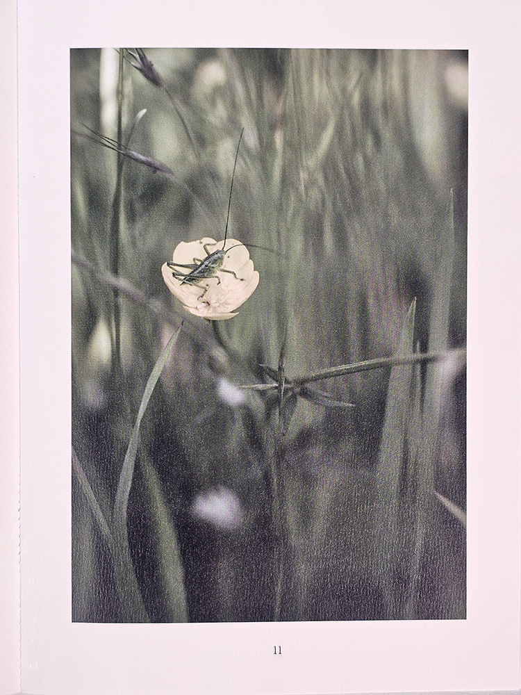 insecte poésie