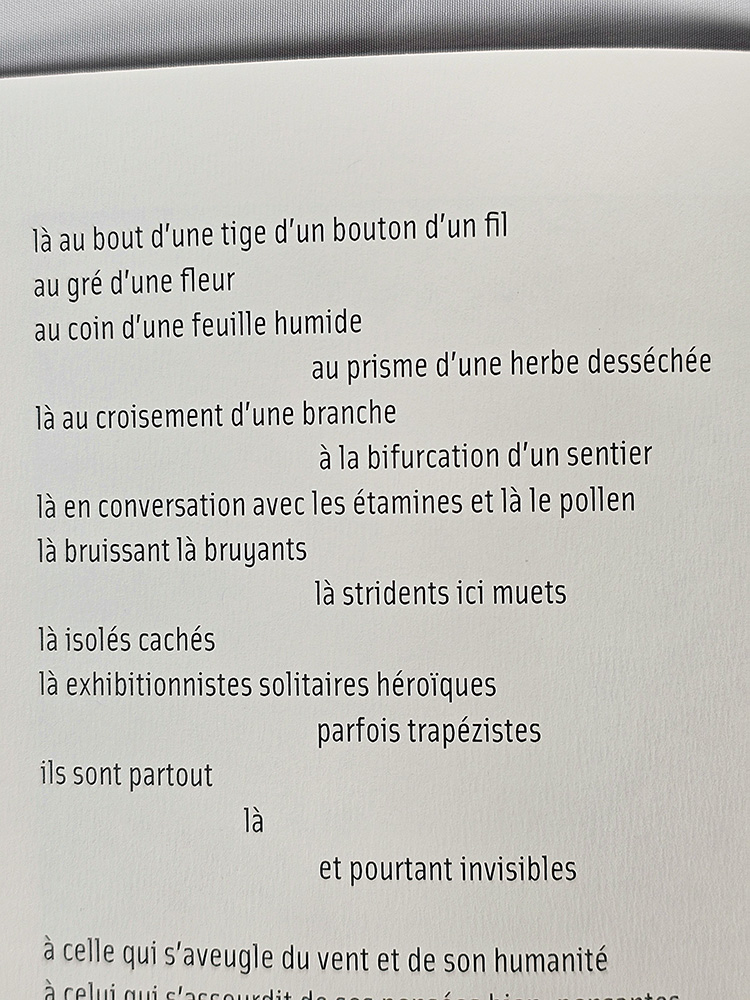 insecte poésie