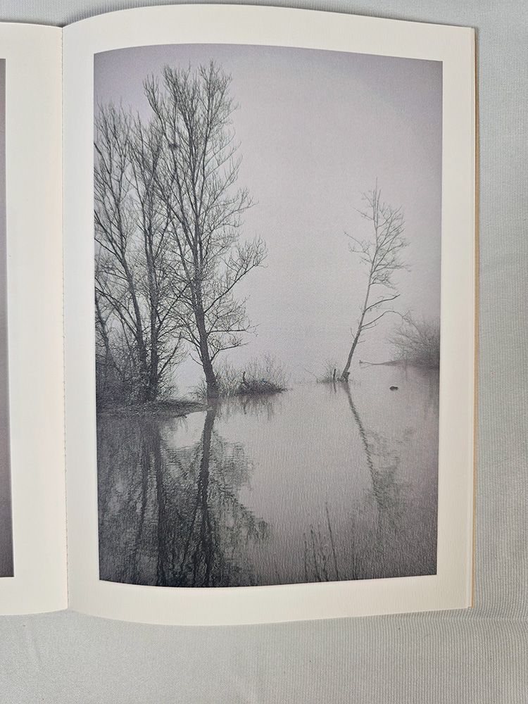 Le songe de l'arbre poésie